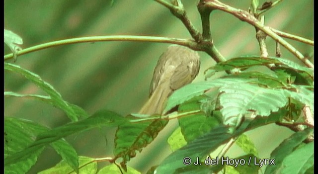 Olive Honeyeater - ML201169991