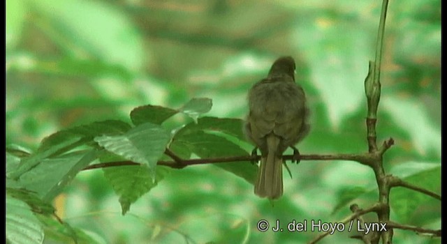 Olive Honeyeater - ML201170001