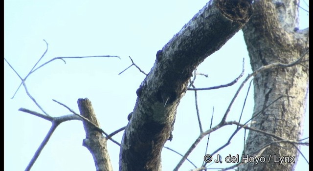 Blue-eared Barbet - ML201170011