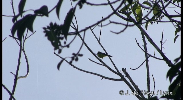 サルタンガラ（sultanea グループ） - ML201170051