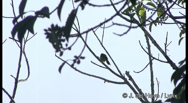 サルタンガラ（sultanea グループ） - ML201170061