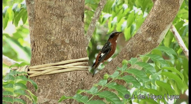 White-throated Rock-Thrush - ML201170071