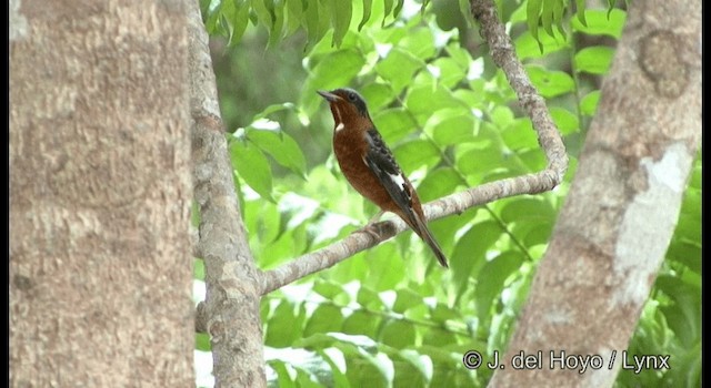 White-throated Rock-Thrush - ML201170081