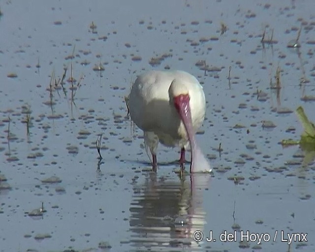 African Spoonbill - ML201170111