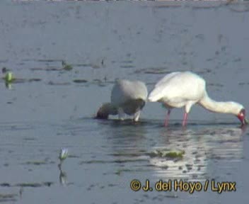 African Spoonbill - ML201170121