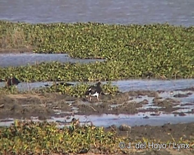 pižmovka ostruhatá (ssp. gambensis) - ML201170141