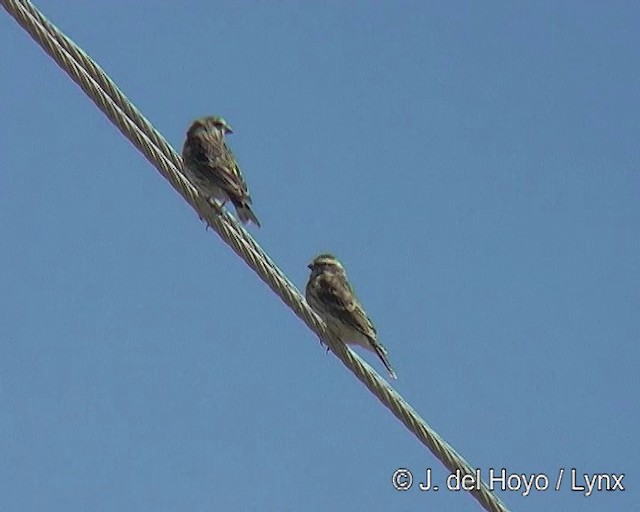 Serin de Reichenow - ML201170181