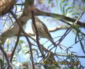 Serin de Reichenow - ML201170191