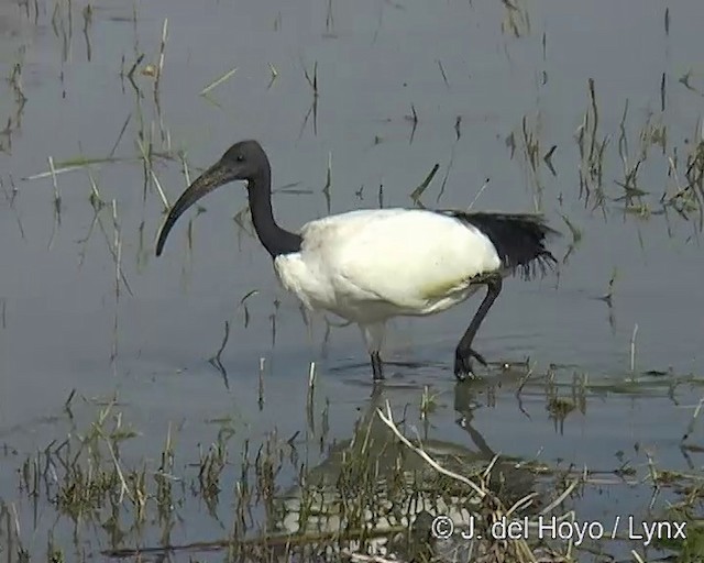 African Sacred Ibis - ML201170201