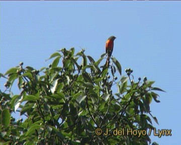 Minivet Gorjigrís (grupo solaris) - ML201170251