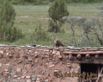 Upland Buzzard - ML201170271