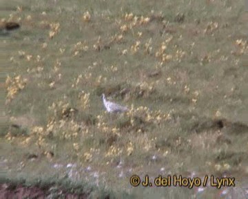 Ibisbill - ML201170371