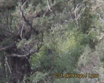 Blood Pheasant - ML201170491