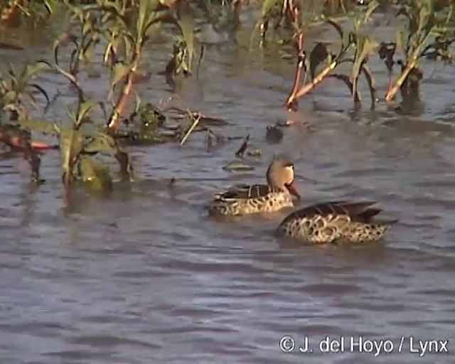 Red-billed Duck - ML201170521