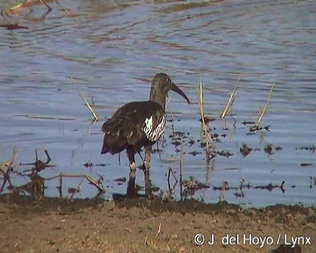 ibis etiopský - ML201170541