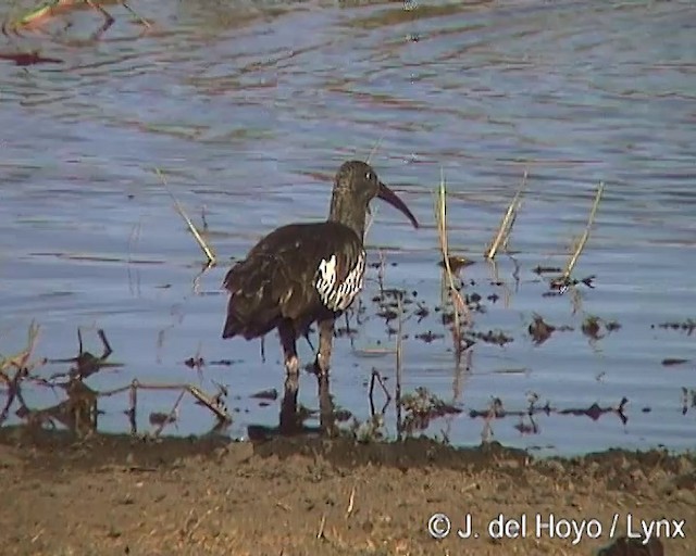 Ibis Carunculado - ML201170541