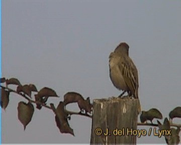 Baglafecht Weaver (Baglafecht) - ML201170711