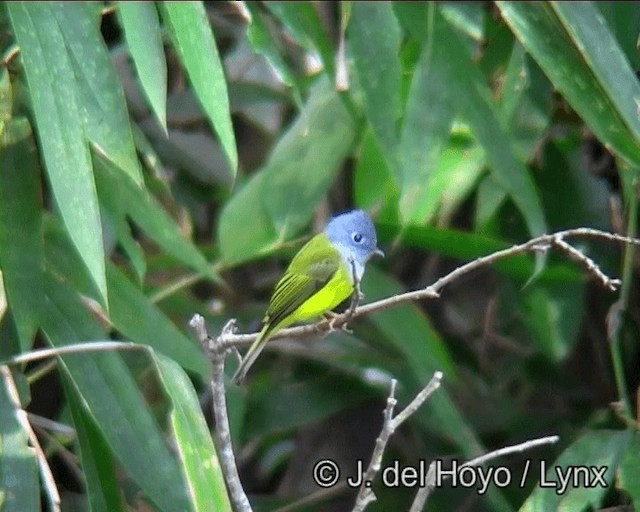 Gray-headed Canary-Flycatcher - ML201170721