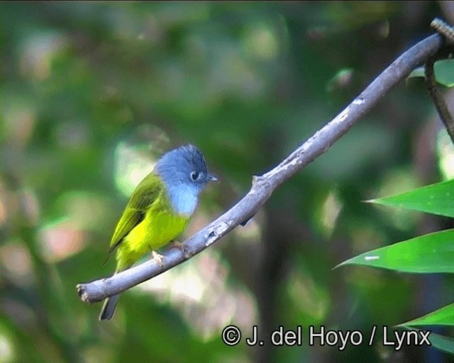 Gray-headed Canary-Flycatcher - ML201170731