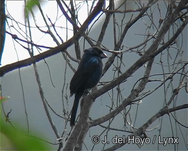 Ultramarine Grosbeak - ML201170801