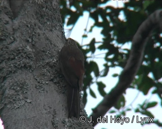 Planalto Woodcreeper - ML201170811