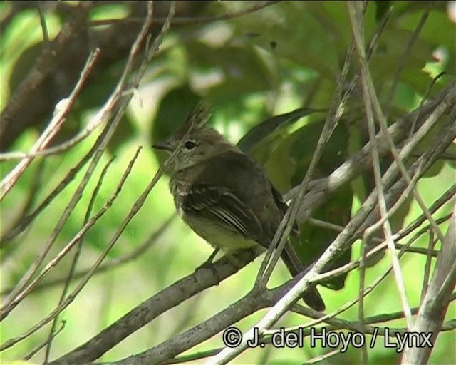 Plain-crested Elaenia - ML201170821