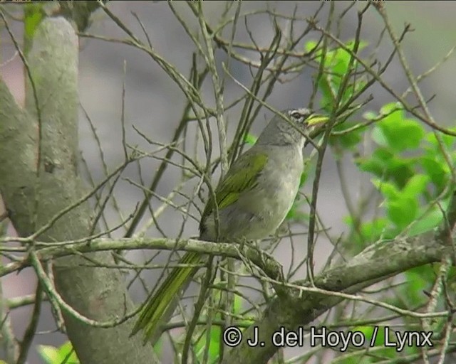 Pale-throated Pampa-Finch - ML201170831