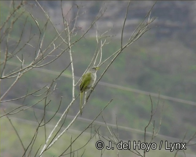 Pale-throated Pampa-Finch - ML201170841
