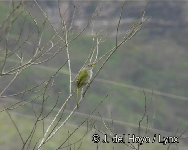 Pale-throated Pampa-Finch - ML201170841