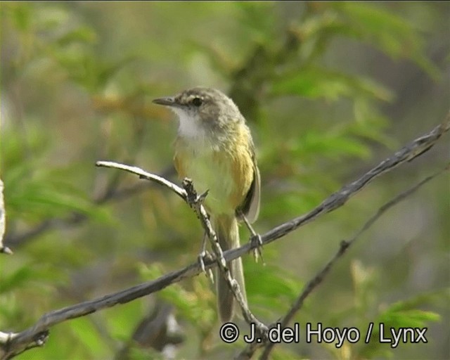 ワキアカコビトハエトリ - ML201170851