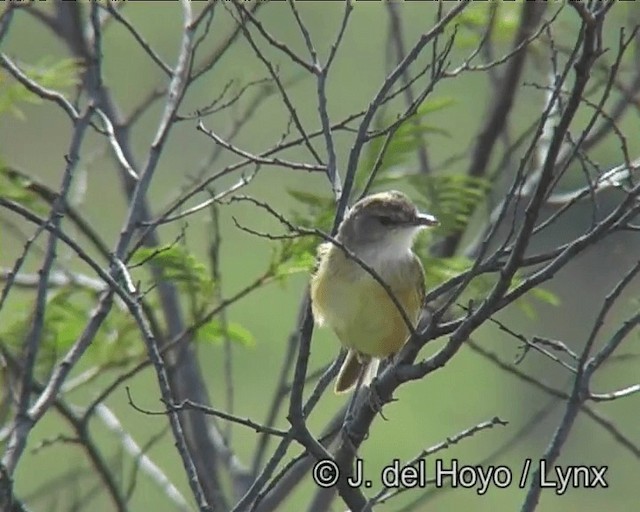 Rufous-sided Scrub-Tyrant - ML201170861