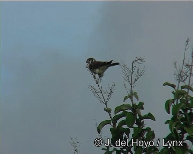 American Kestrel (South American) - ML201170871