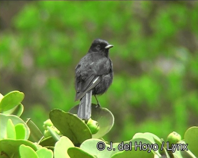 Velvety Black-Tyrant - ML201170891