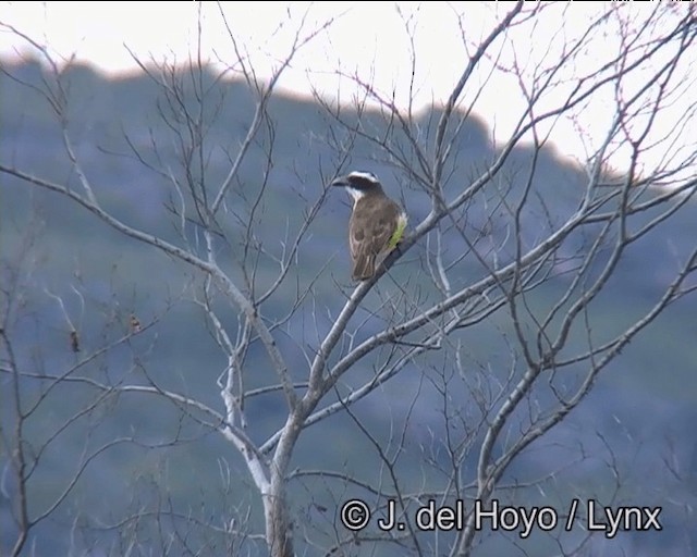 båtnebbtyrann (pitangua) - ML201170901