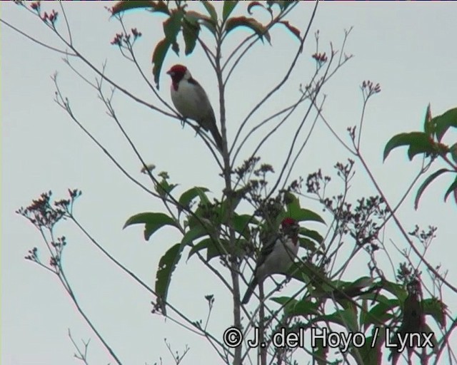 Red-cowled Cardinal - ML201170931