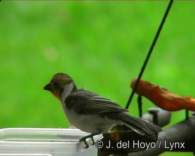 Red-cowled Cardinal - ML201170951