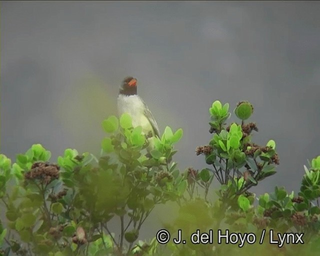 Black-throated Saltator - ML201171001