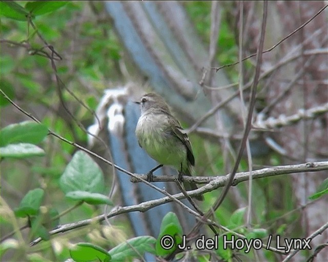 Mouse-colored Tyrannulet (Southern) - ML201171011