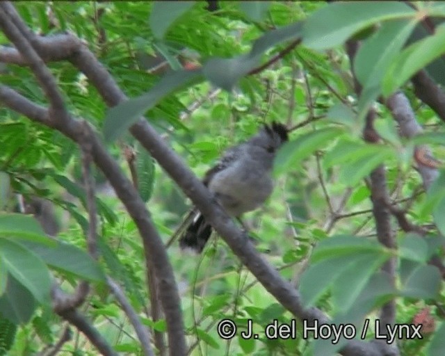 Planalto Slaty-Antshrike - ML201171021