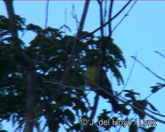 Ochre-lored Flatbill - ML201171051