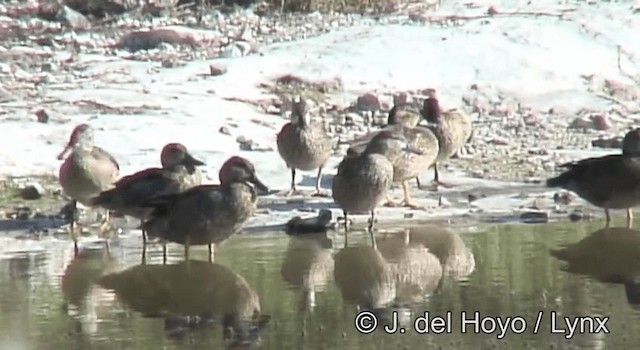 Blue-winged Teal - ML201171071