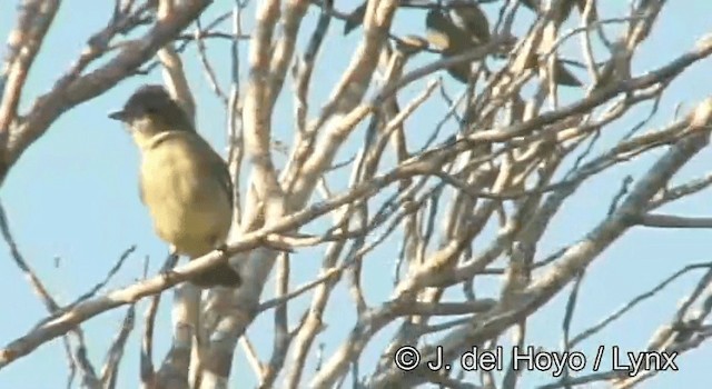 Northern Beardless-Tyrannulet - ML201171261