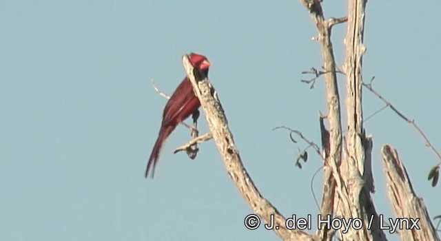 Красный кардинал [группа cardinalis] - ML201171271