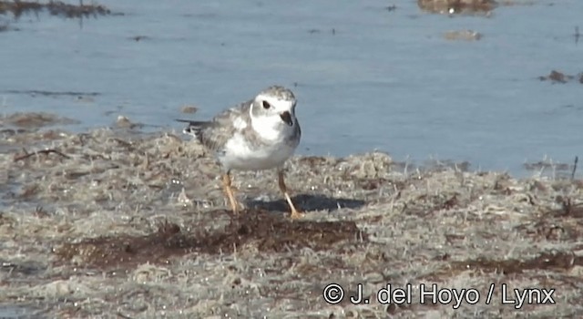 Piping Plover - ML201171331