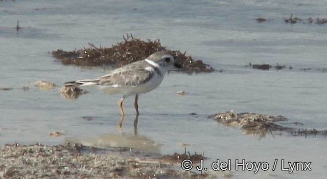 Piping Plover - ML201171341
