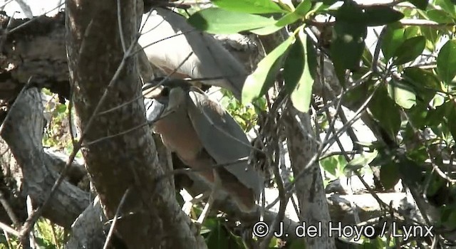 Boat-billed Heron (Northern) - ML201171401