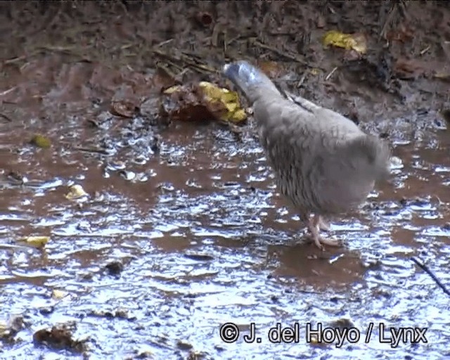 Scaled Dove - ML201171521