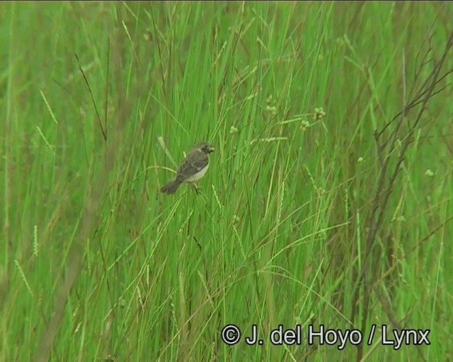 Ibera Seedeater - ML201171631