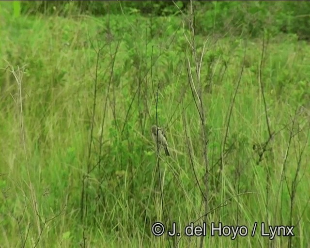 Ibera Seedeater - ML201171641