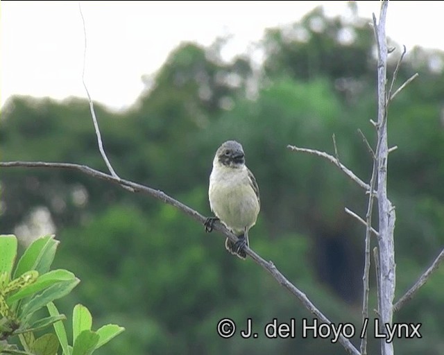 Ibera Seedeater - ML201171651